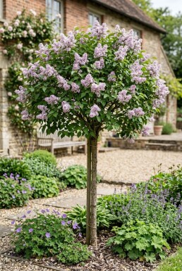 Syringa meyeri 'Palibin' Demi-tige