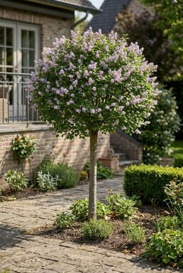 Syringa meyeri 'Palibin' Demi-tige