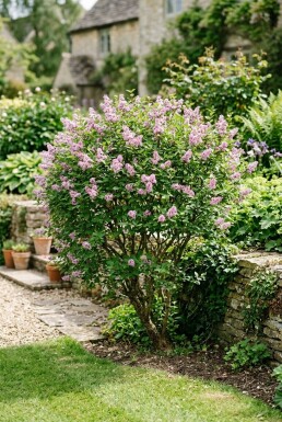 Syringa meyeri 'Palibin' Solitaire