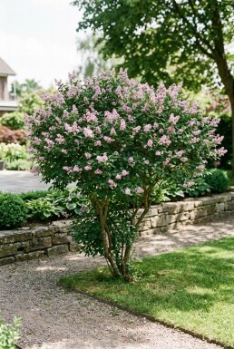 Syringa meyeri 'Palibin' Solitaire