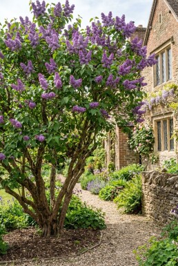 Syringa vulgaris 'Ruhm von Horstenstein' Multitronc