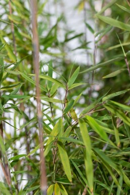 Bambou / Fargesia Nitida 200-225 cm - Pot