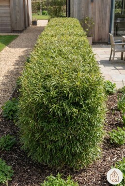 Bambou / Fargesia Nitida 200-225 cm - Pot