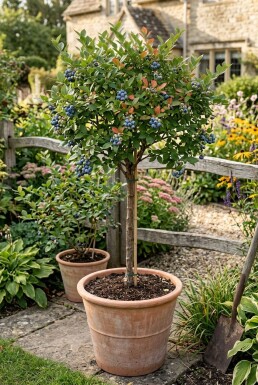 Vaccinium corymbosum 'Bluegold' sur tige