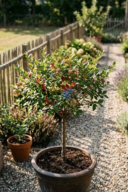 Vaccinium corymbosum 'Bluegold' sur tige