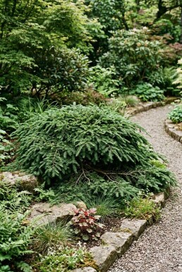 Tsuga canadensis 'Cole's Prostrate'