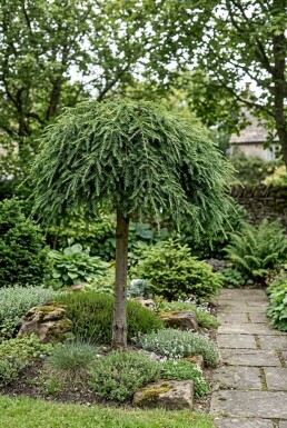 Tsuga canadensis 'Cole's Prostrate' Demi-tige