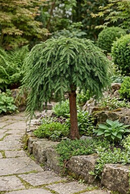 Tsuga canadensis 'Cole's Prostrate' Demi-tige