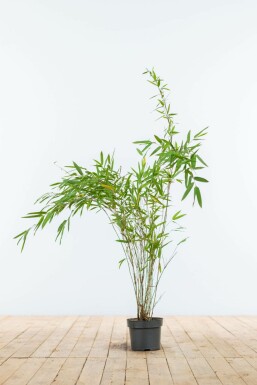 Bambou / Fargesia Nitida 60-80 cm