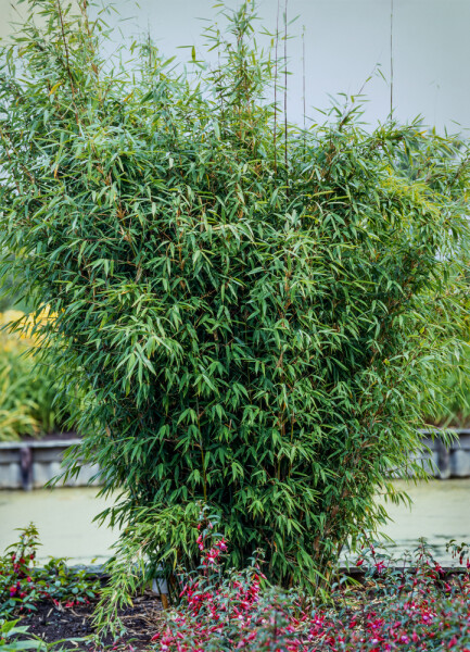 Bambou / Fargesia Nitida 60-80 cm