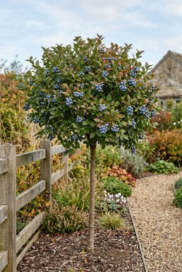 Vaccinium corymbosum 'Bluecrop' sur tige