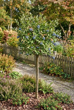 Vaccinium corymbosum 'Bluecrop' sur tige