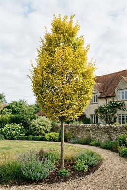 Ulmus hollandica 'Wredei' Demi-tige
