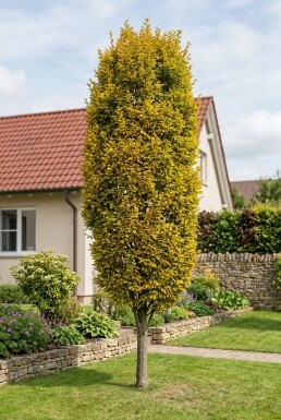 Ulmus hollandica 'Wredei' Demi-tige
