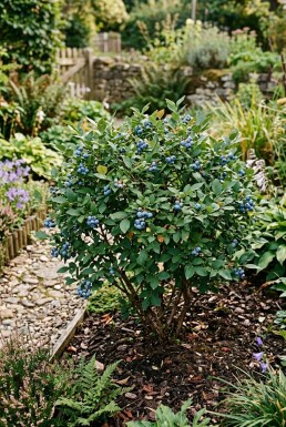 Vaccinium corymbosum angustifolium 'Aino' Arbuste