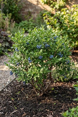 Vaccinium corymbosum angustifolium 'Aino' Arbuste