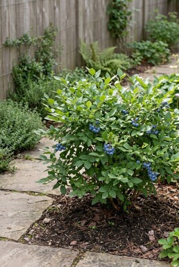 Vaccinium corymbosum angustifolium 'Alvar' Arbuste