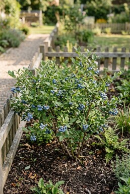 Vaccinium corymbosum angustifolium 'Jorma' Arbuste