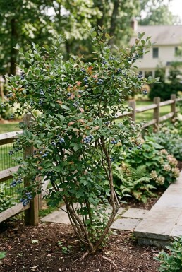 Vaccinium corymbosum 'Aurora' Arbuste