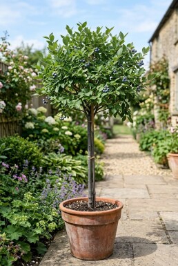 Vaccinium corymbosum 'Becky Blue' Tige