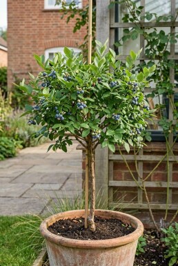 Vaccinium corymbosum 'Becky Blue' Tige