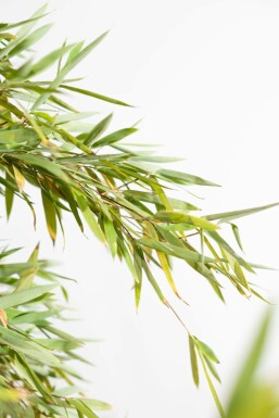 Bambou cespiteux Fargesia nitida Haie 80-100 Motte Bambou / Fargesia Nitida 80-100 cm