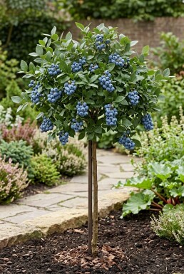 Vaccinium corymbosum 'Bluejay' tuteuré