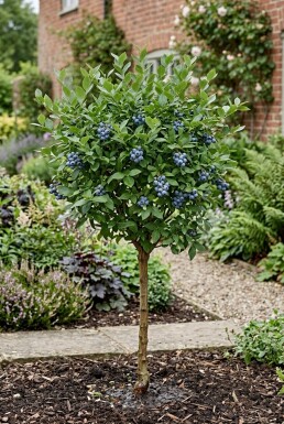 Vaccinium corymbosum 'Bluejay' tuteuré