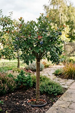 Vaccinium corymbosum 'Duke' Tige