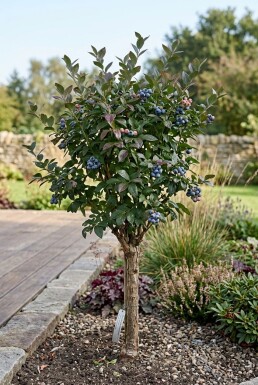 Vaccinium corymbosum 'Duke' Tige