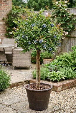 Vaccinium corymbosum 'Goldtraube' sur tige