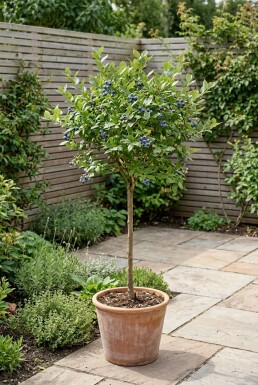 Vaccinium corymbosum 'Goldtraube' sur tige