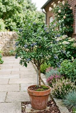 Vaccinium corymbosum 'Goldtraube 23' Tige