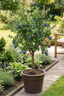 Vaccinium corymbosum 'Goldtraube 23' Tige