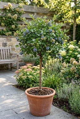 Vaccinium corymbosum 'Goldtraube 71' Tige