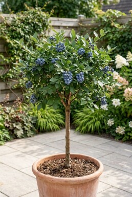 Vaccinium corymbosum 'Goldtraube 71' Tige
