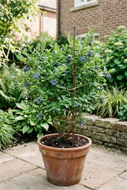 Vaccinium corymbosum 'Hortblue Petite' Tige