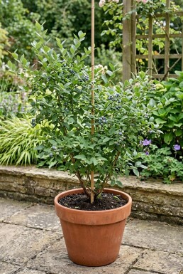 Vaccinium corymbosum 'Hortblue Petite' Tige