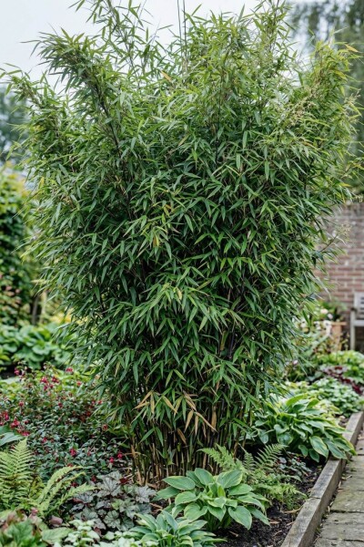 Bambou / Fargesia Nitida 100-125 cm - Motte