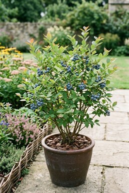 Vaccinium corymbosum 'Hortblue Petite' Arbuste