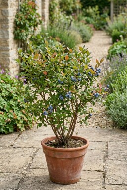 Vaccinium corymbosum 'Hortblue Petite' Arbuste