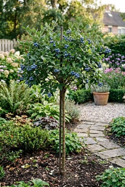 Vaccinium corymbosum 'Jersey' tuteuré