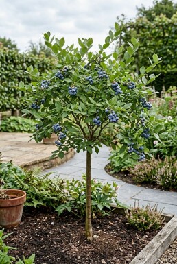 Vaccinium corymbosum 'Jersey' tuteuré