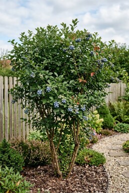 Vaccinium corymbosum 'Jersey' Arbuste