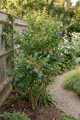 Vaccinium corymbosum 'Jersey' Arbuste