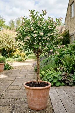 Vaccinium corymbosum 'Pink Lemonade' sur tige