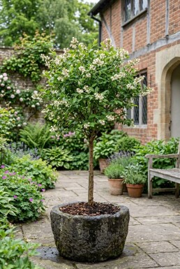Vaccinium corymbosum 'Pink Lemonade' sur tige