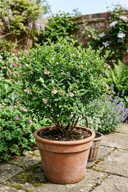 Vaccinium corymbosum 'Sunshine Blue' Arbuste