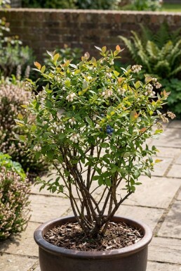 Vaccinium corymbosum 'Sunshine Blue' Arbuste