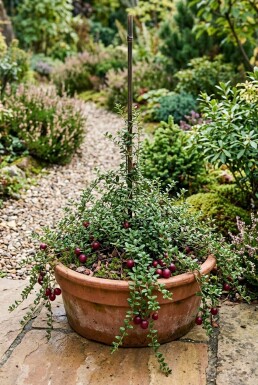 Vaccinium macrocarpon Tige